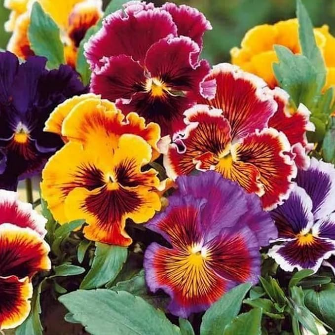 350+ Ruffle Pansy Seeds for Planting - Viola Pansy Seeds Non-GMO Heirloom Flower Seeds Attract Butterflies & Open Pollinated