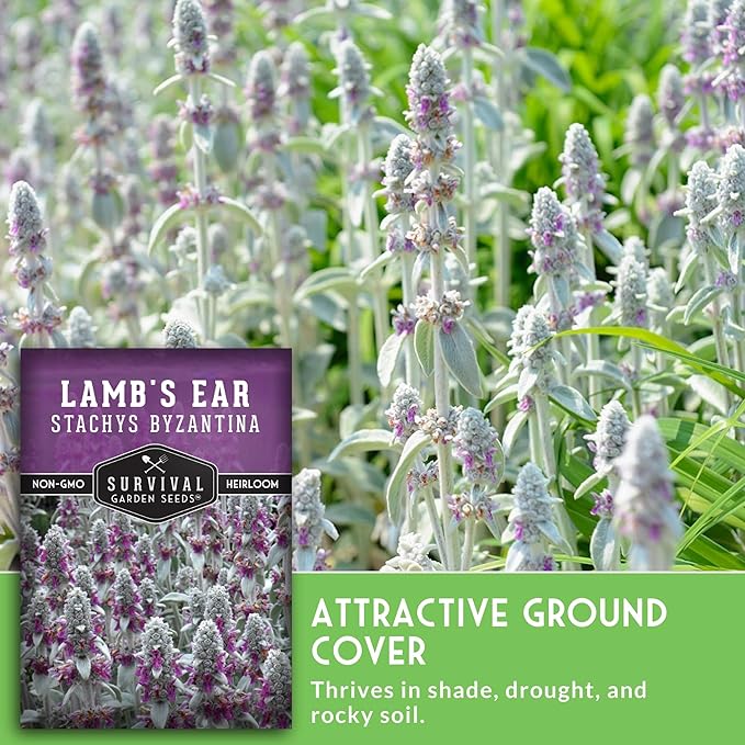 Lamb's Ear Seeds for Planting - 5 Packets with Instructions to Plant and Grow Shade and Drought Tolerant Wooly Betony in Your Home Garden - Non-GMO Heirloom Variety - Survival Garden Seeds