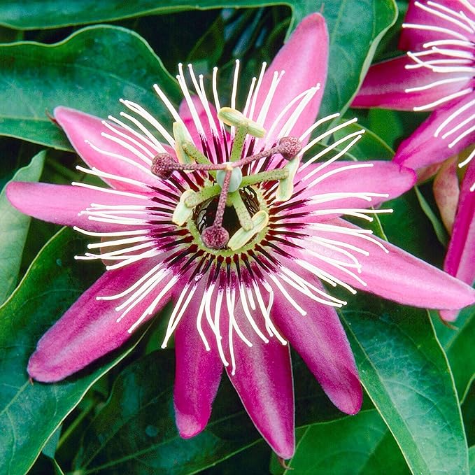 50+Perennial Passiflora Caerulea Passion Flower Seeds for Planting Outdoor-Edible Fruit Plant Attract Butterflies and Bees