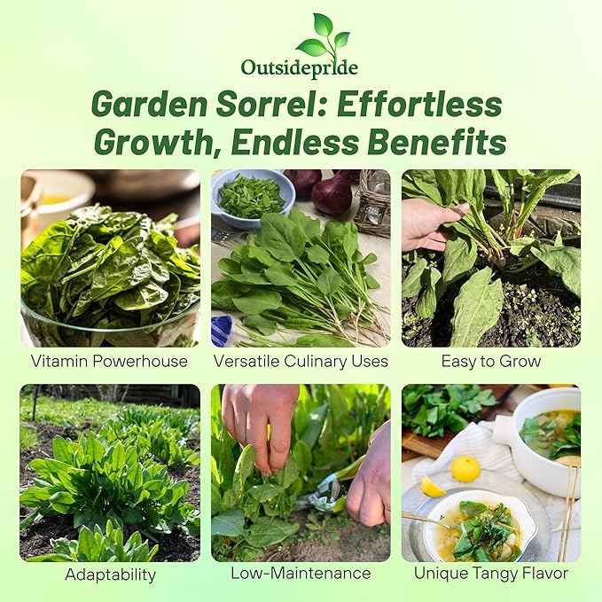 Outsidepride Sorrel Seeds - 10,000 Pcs Perennial, Easy-to-Grow, Drought and Frost Tolerant Herb & Microgreens for Culinary Use, Pollinator Gardens, and Outdoor Landscaping