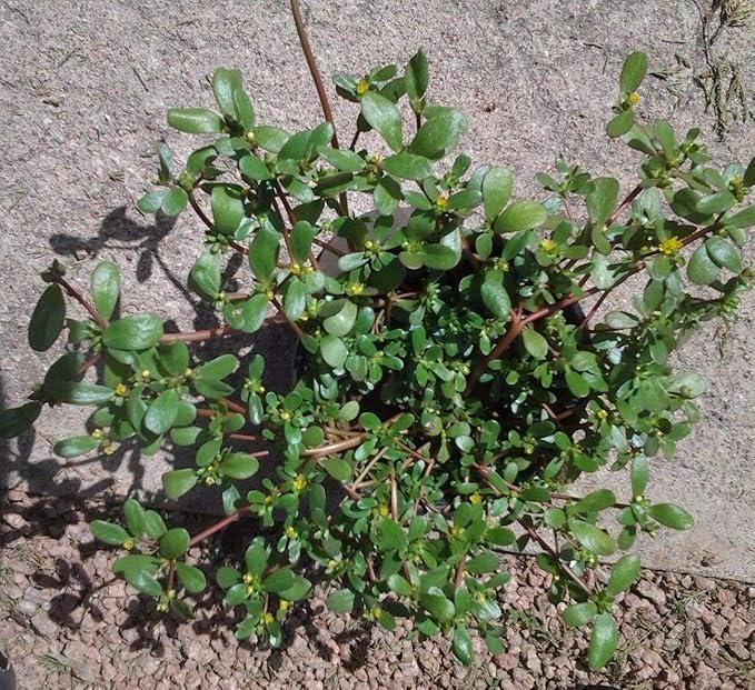 Golden Purslane Seeds Edible Portulaca Oleracea Sativa Non GMO Heirloom 600pcs