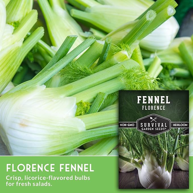 Fennel Seed for Planting - 2 Packets with Instructions to Grow Cool-Weather Florence Fennel (Finnochio) in Your Home Vegetable Garden - Non-GMO Heirloom Variety - Survival Garden Seeds