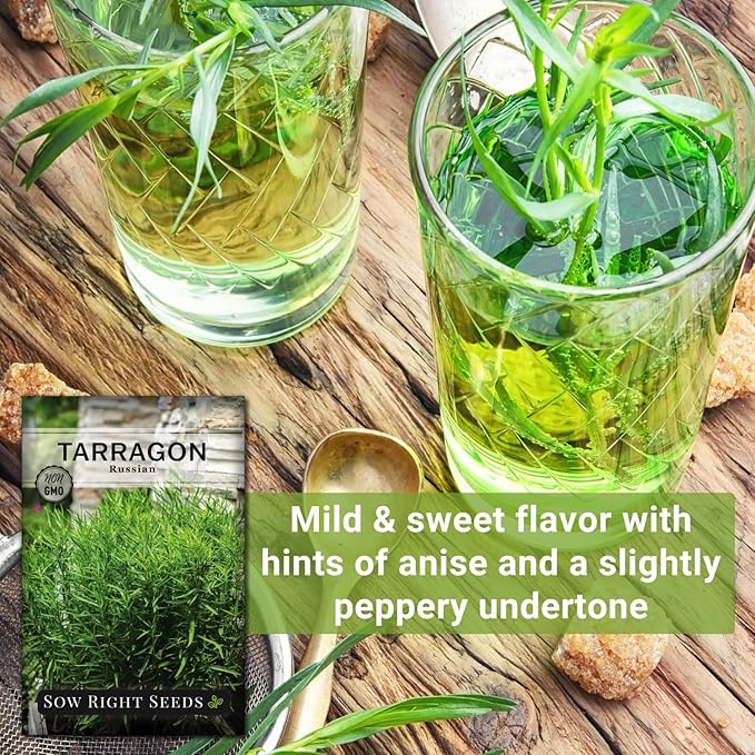 Sow Right Seeds - Russian Tarragon Seeds for Planting - Little Dragon - Non-GMO Heirloom Packet with Instructions for Planting a Beautiful Herb Garden - Rare Culinary Herbs for Home Gardening (1)