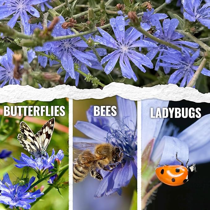 Seed Needs Chicory Seeds for Planting Cichorium intybus | Bulk Pack of 30,000 Seeds | Heirloom & Open Pollinated Wildflowers to Grow a Butterfly Garden and Attract Pollinators