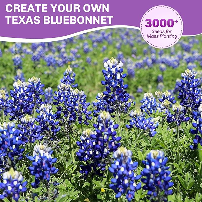 Texas Bluebonnet Seeds 3000+ to Plant - Lupinus texensis Full Growing Guide - Iconic Annual Blue Wildflower - Drought Tolerant for Meadows & Gardens - Fall Planting for Spring Blooms