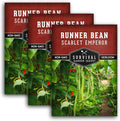 Scarlet Emperor Bean Seeds for Planting - Red Flowering Pole Beans & Ornamental Climbing Vine - Heirloom Non-GMO Pollinator-Friendly Variety for Vegetable Gardens - Survival Garden Seeds (3 Packs)