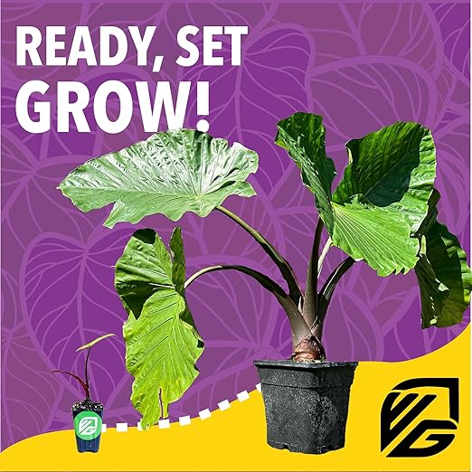 Wellspring Gardens Elephant Ear Food - Water-Soluble Plant Fertilizer - Premium 20-10-20 Blend (2 Pounds)