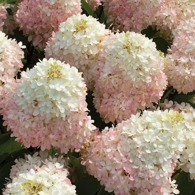250+ Mixed Panicle Hydrangea Seeds for Planting Flowers Bush Plants Non-GMO Heirloom Seeds Perennial Flower Plant Wedding Outdoor Garden
