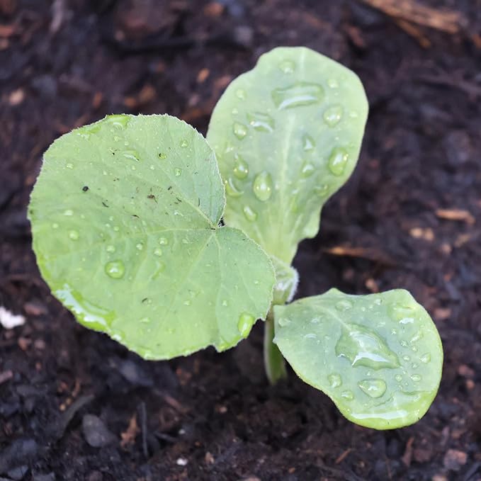 Seed Needs Waltham Butternut Squash Seeds for Planting - Non-GMO Heirloom & Untreated Summer Squash to Plant a Home Grown Outdoor Vegetable Garden (5 Packs)
