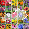 Eden Brothers Kentucky Wildflower Mixed Seeds for Planting, 1 oz, 30,000+ Seeds with Black Eyed Susan, Cosmos | Attracts Pollinators, Plant in Spring or Fall, Zones