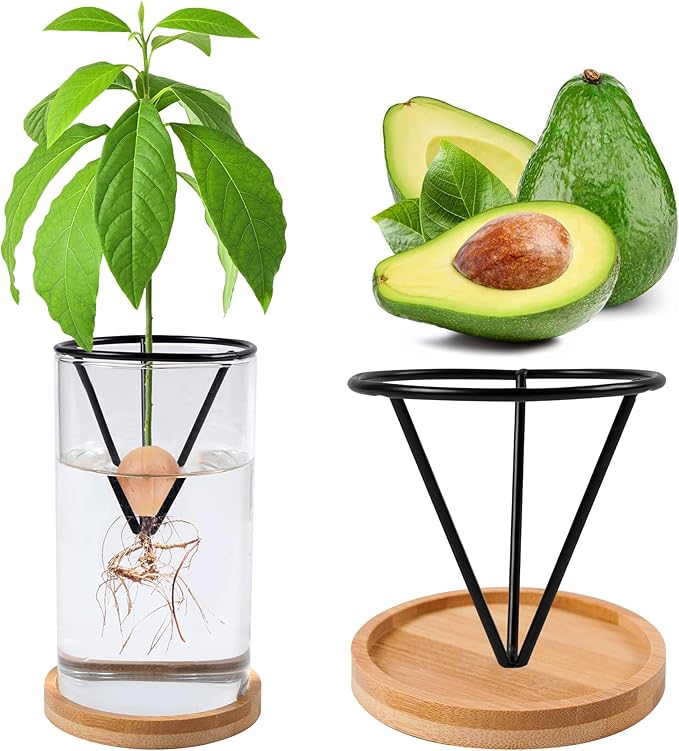 Avocado Tree Growing Kits, Avocado Growing Vase Wooden Base Avocado Seed Starter Vase Glass Plant Pot Easy Seed Sprout Starter Gift for Women Gardening Lovers Home Office Table Decoration