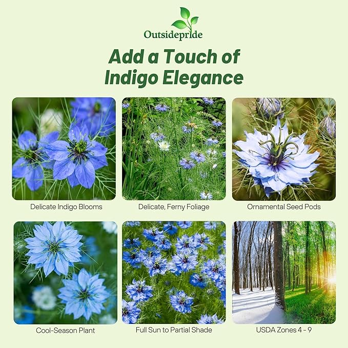 Outsidepride Jewels Indigo Nigella Seeds - 2000 Pcs Annual Flower Seeds for Planting with Vibrant Blooms & Lacy, Fern-Like Foliage, Attractive Cut Flower for Small Garden Spaces & Floral Arrangements