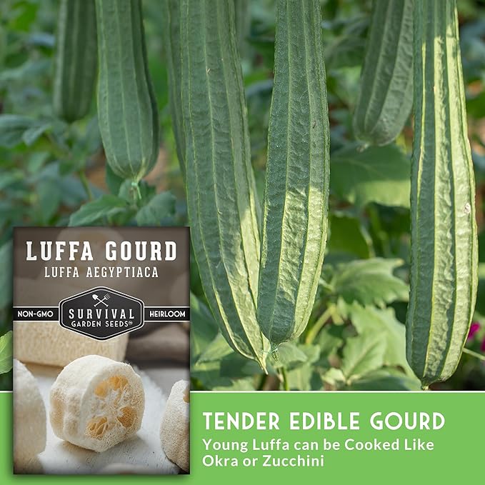 Survival Garden Seeds - Luffa or Loofah Seed for Planting - 3 Packets with Instructions to Plant and Grow Ornamental Gourds in Your Home Vegetable Garden - Non-GMO Heirloom Variety