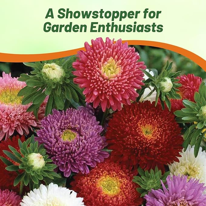 Outsidepride 5,000 Pcs Aster Seeds - Powder Puff Annual, Hardy & Pollinator Friendly Flower Seeds for Planting Vibrant Mix, Ideal for Meadows & Aesthetic Gardens