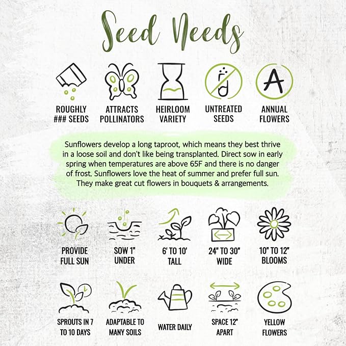 Seed Needs Sunflower Seeds to Plant Mammoth Grey Stripe | 2 Ounce Large Resealable Pouch Heirloom Seeds Helianthus Annuus Non GMO | Tall Growing Sun Flowers (XL Pack)