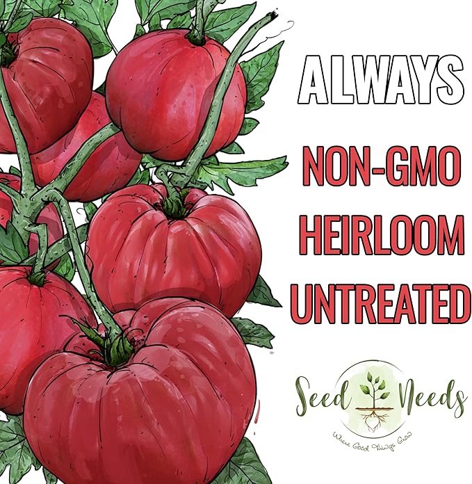 Seed Needs Tomato Seeds for Planting Indeterminate True Beefsteak Tomatoes - Non-GMO Heirloom & Untreated Vegetable Seed to Plant a Home Grown Outdoor Veggie Garden (5 Packs)