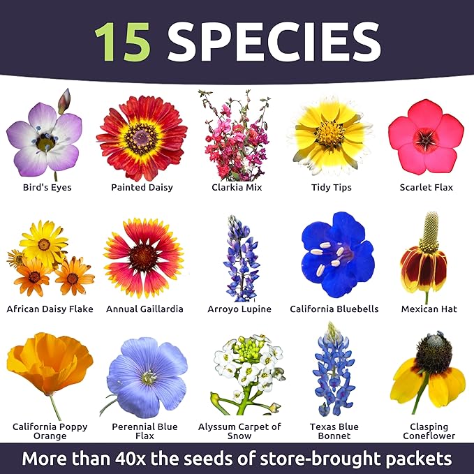 Southwest Regional Mix - Bulk 1/4 Pound Pouch - 60,000 Flower Seeds for Planting - Wildflower Mix