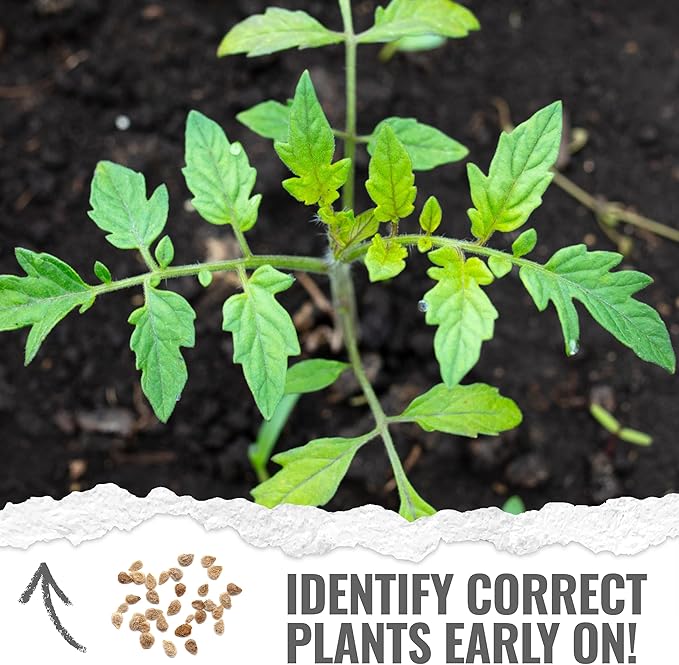 Seed Needs Tiny Tim Tomato Seeds for Planting Dwarf Cherry Tomatoes - Non-GMO Heirloom & Untreated Veggie Seed to Plant a Home Grown Outdoor Vegetable Garden (1 Pack)