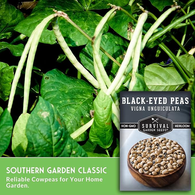 Black Eyed Pea Seeds for Planting - Heirloom Non-GMO Cowpea Variety - Drought Tolerant, High-Yield Southern Field Peas for Home Gardens and Food Independence - Survival Garden Seeds (1 Pack)