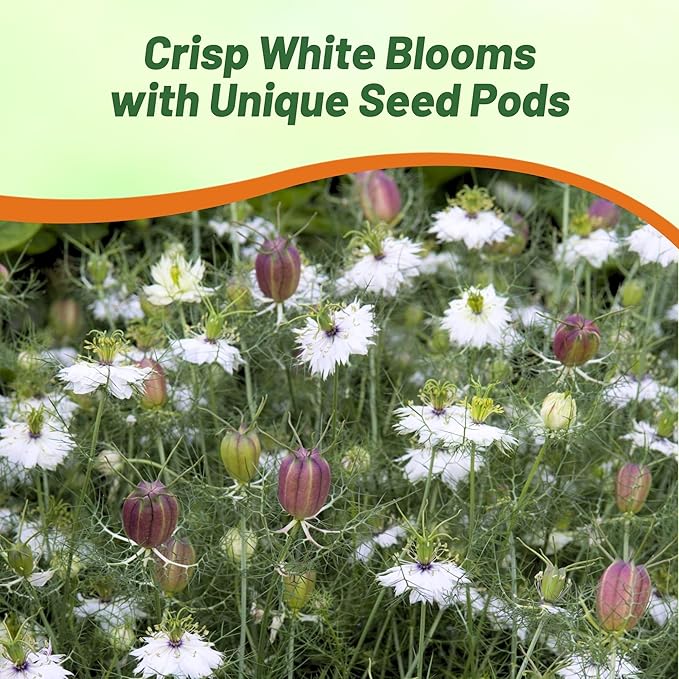 Outsidepride Jewels Marbles Nigella Seeds - 2000 Pcs Annual Flower Seeds for Planting with Vibrant Blooms & Lacy, Fern-Like Foliage, Attractive Cut Flower for Small Garden Spaces & Floral Arrangements