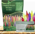 Outsidepride Mixed Russells Lupine Seeds - 1/4 Lb. Perennial, Self-Sowing, Cold Hardy & Frost Tolerant Wildflower Seeds for Fall Planting, Ideal for Attracting Pollinators & Hummingbirds