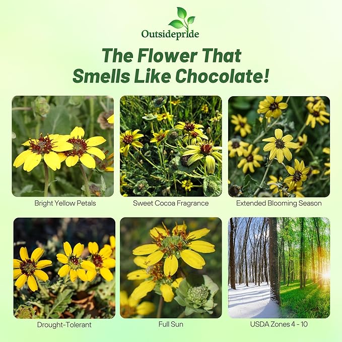 Outsidepride Chocolate Flower Scented Daisy Seeds for Planting – 50 Pcs. Perennial Wildflower Seeds, Low Maintenance, Highly Adaptable, Fragrant Flowers for Gardens