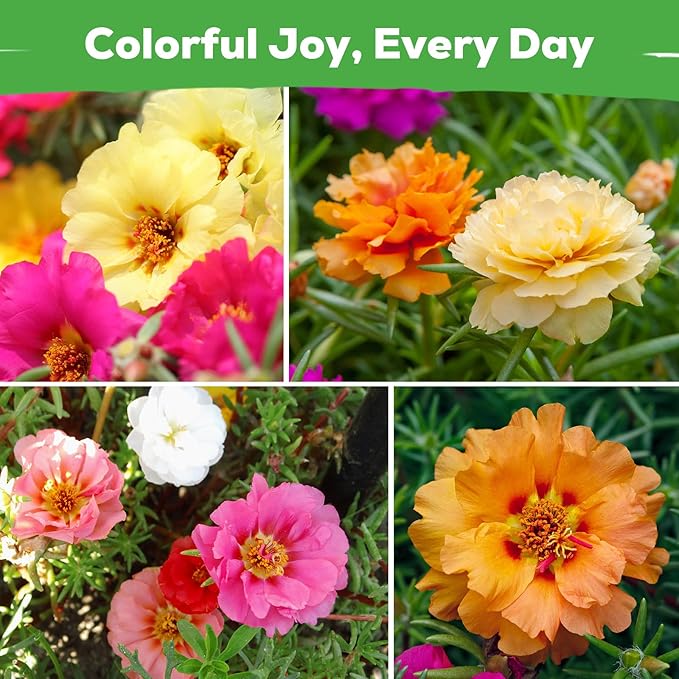 Moss Rose Seeds for Planting, 24,000+ Annual Flower for Ground Cover Flower Seeds, Heirloom Variety, Easy to Grow, Portulaca Seeds to Plant Outdoors Garden Containers