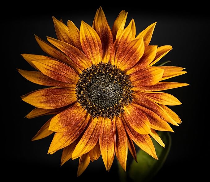 Seed Packets for Planting Red Sun Sunflowers in Home Outdoor Garden - Heirloom Non-GMO Flower Seed Packets