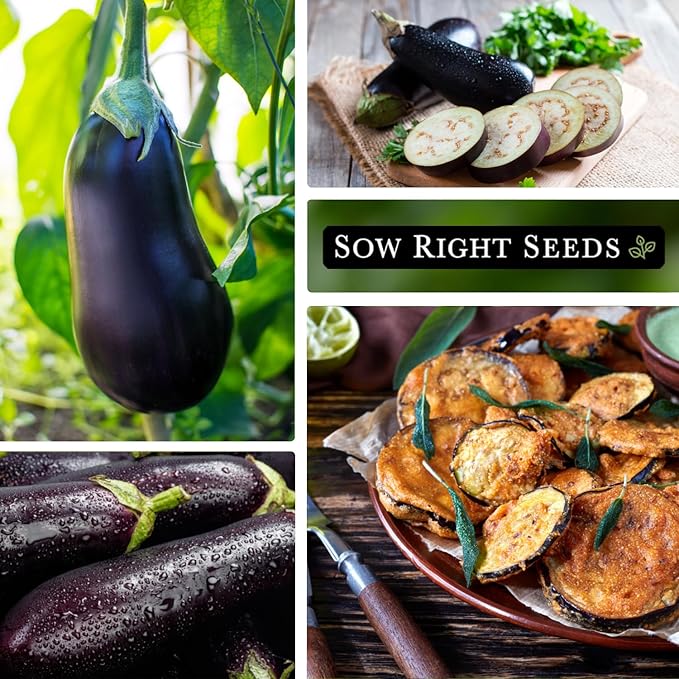 Sow Right Seeds - Black Beauty Eggplant Seed for Planting - Non-GMO Heirloom Packet with Instructions to Plant an Outdoor Home Vegetable Garden - Large Round Fruits, Deep Purple Variety (2)