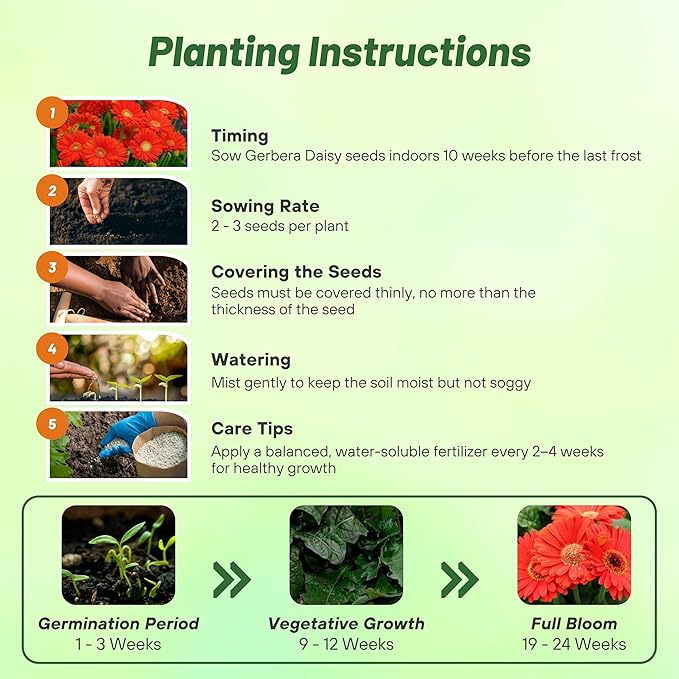 Outsidepride Red Gerbera Seeds - 20 Pcs Perennial, Compact & Low Maintenance, Flower Seeds for Planting w/Mounding Foliage & Vibrant Red Blooms, Ideal for Garden Landscaping & Cut Flower Arrangements