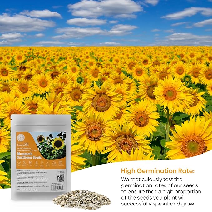 Groundio Mammoth Sunflower Seeds to Plant, 1 Ounce Packet 300+ Seeds, 6-12 FT Giant Sunflower, Non-GMO, Heirloom, High Germination, Grown in the USA