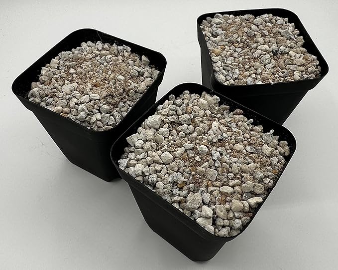 Lithops Soil Mix Perfect Potting Medium Proper Drainage Promotes Healthy Rooting Designed Specifically for Lithops (Grow Mix 2 Quarts)