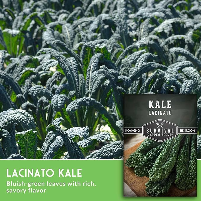 Lacinato Kale Seeds for Planting Outdoors or Indoors – Heirloom Dinosaur Tuscan Kale Variety – Cold Hardy Green for Fall & Spring Vegetable Gardens - Survival Garden Seeds (2 Packs)