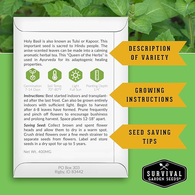 Holy Basil Seed for Planting - Indian Sacred Herb Tulsi Seeds to Grow in Your Home Vegetable Garden - Non-GMO Heirloom Variety - Survival Garden Seeds (2 Packs)