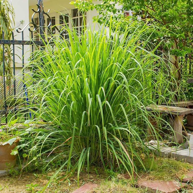 Lemon Grass Seeds 100 Seeds Cochin Malabar Grass Non-GMO Heirloom Culinary Herb for Planting Garden Outdoor Easy to Grow