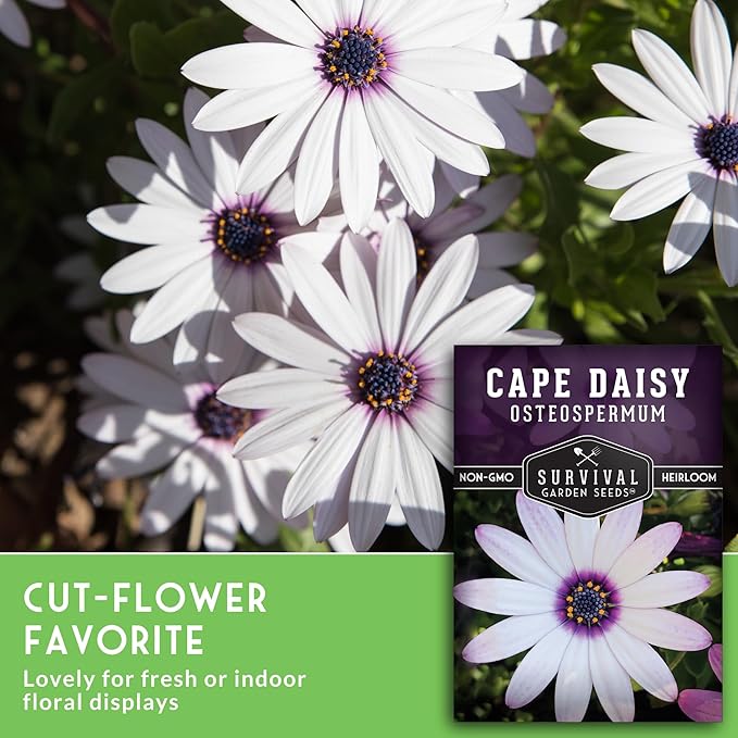 Cape Daisy Seeds for Planting - Osteospermum Ecklonis - White Petals with Purple Eyes, Long Blooming Annual to Tender Perennial Flower Variety - Survival Garden Seeds (2 Packs)
