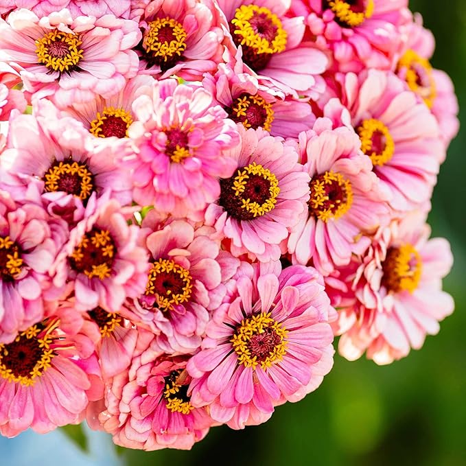 Eden Brothers Zinnia Seeds - Illumination, Non-GMO Seeds for Planting, 1 oz | Low-Maintenance Flower Seeds, Plant During Spring, Zones 3, 4, 5, 6, 7, 8, 9, 10