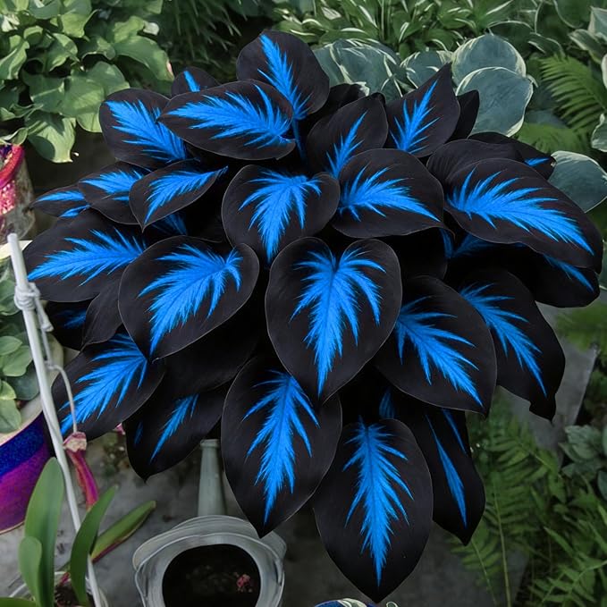 Mix Hosta Seeds for Planting, 280+pcs Rare Perennial Hosta Flower Seeds Plants, Non-GMO Heirloom Long Blooming Shaded Entry Pathway Flowers for Garden Outdoors