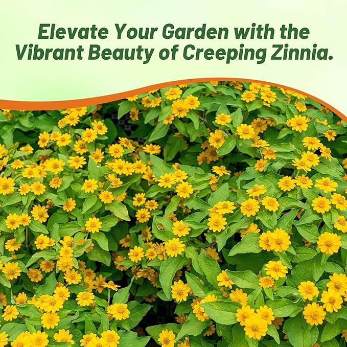 Outsidepride Creeping Zinnia Seeds - 2000 Pcs Annual Flower Seeds for Planting Outdoors, Easy to Grow, Drought Tolerant, Ideal for Pollinator Gardens and Ground Cover Displays