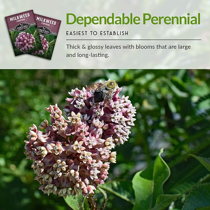 Common Milkweed Seeds for Planting - 1 Packet with Instructions Grow Asclepias Syriaca Wildflowers - Attract Monarch Butterflies & Help Conservation Non-GMO Heirloom Variety - Survival Garden Seeds