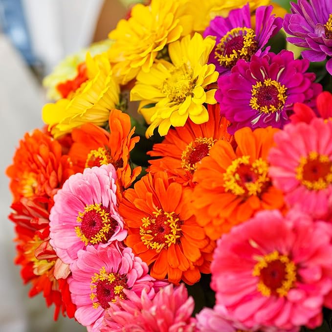Eden Brothers Zinnia Seeds - Over the Rainbow Mix, Non-GMO Seeds for Planting, 1/4 lb | Low-Maintenance Flower Seeds, Plant During Spring, Zones 3, 4, 5, 6, 7, 8, 9, 10