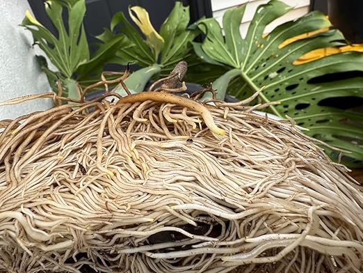 Rooting Elixir Prop Drops – Extra-Strength Liquid Hormone for Cuttings & Plant Propagation – IBA Root Stimulator with Vitamins – Transplant Shock - Houseplants, Monstera, Philodendron, Fiddle, Pothos
