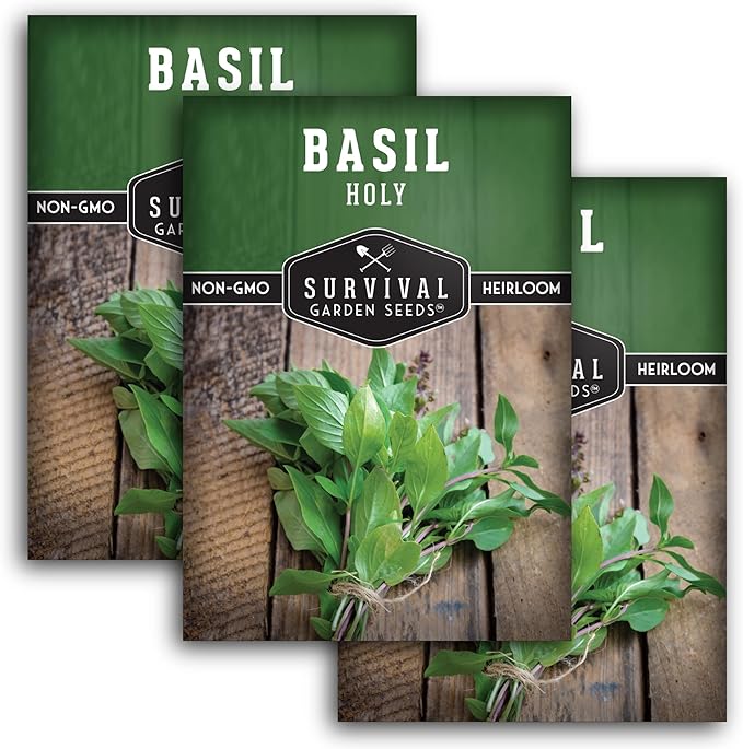 Holy Basil Seed for Planting - Indian Sacred Herb Tulsi Seeds to Grow in Your Home Vegetable Garden - Non-GMO Heirloom Variety - Survival Garden Seeds (3 Packs)