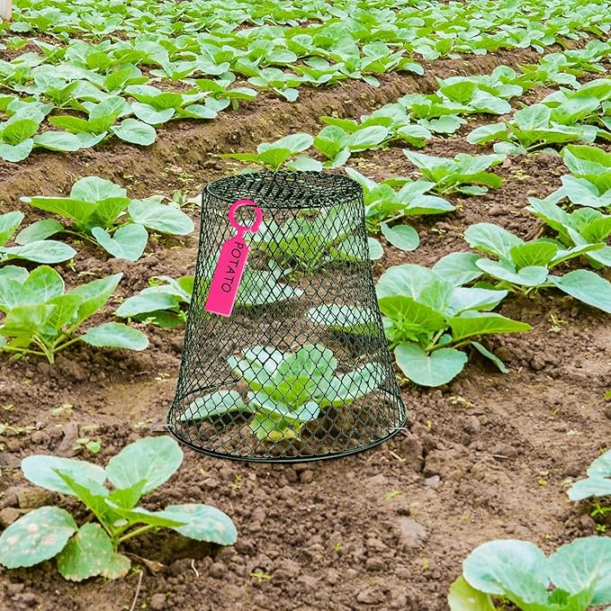 40 Pcs 8 inch Chicken Wire Plant Covers,Wire Garden Cloches Chicken Wire Cloche Plant Protector Metal Heavy Duty Garden Plant Cloche for Keeping Bunnies Chicken Squirrels Birds Other Out