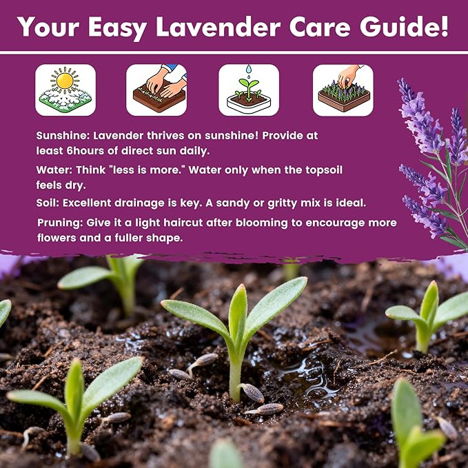 Lavender Seeds for Planting, English Lavender Seeds Indoor & Outdoor, 7000+ Heirloom Seeds, High Germination, Easy to Grow, Fragrant Flowers, Culinary & Crafts (0.7 oz)