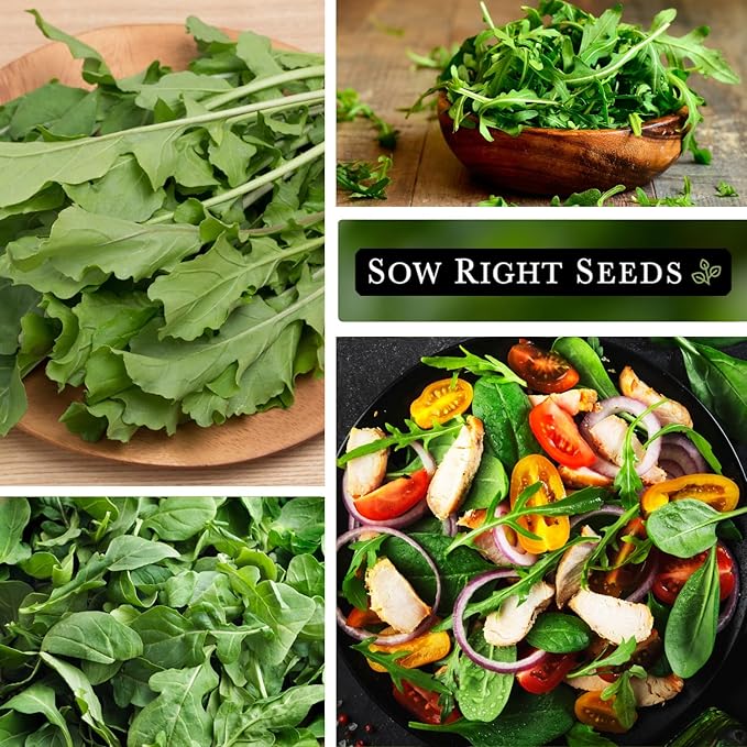 Sow Right Seeds - Arugula Seeds for Planting - Non-GMO Heirloom Seeds with Instructions to Plant a Home Vegetable Garden - Indoors, Hydroponics or Outdoors - Salad Greens - Grow Kitchen Herbs (3)