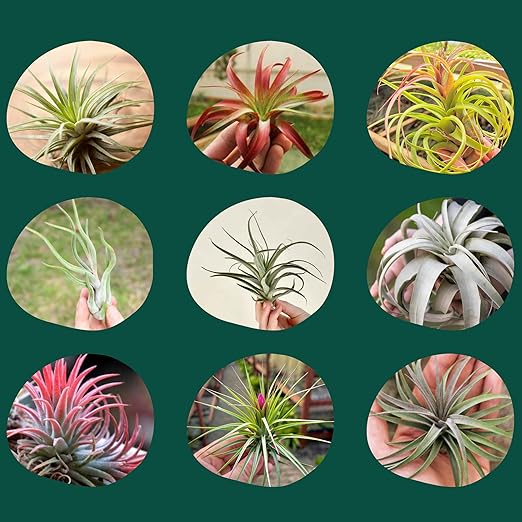 Cute Farms Tillandsia Air Plant Fertilizer | Gentle Weekly Use Formula Plant Food | Formulated Nutrients for Air Plants (8 oz. Spray Bottle + ONE Fine Mist Water Sprayer)