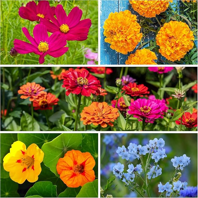 Seed Needs Bulk Wildflower Seeds Hummingbird & Butterfly Seed Mix | 1/4 Pound Total No Filler 23 Varieties Garden Seeds Annual & Perennial Species | Pollinator Friendly Flowering Seed