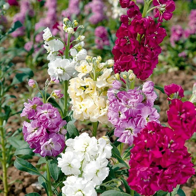 300+ Stock Flower Seeds for Planting - Matthiola Evening Scented Annual Flower Garden Plants Seeds