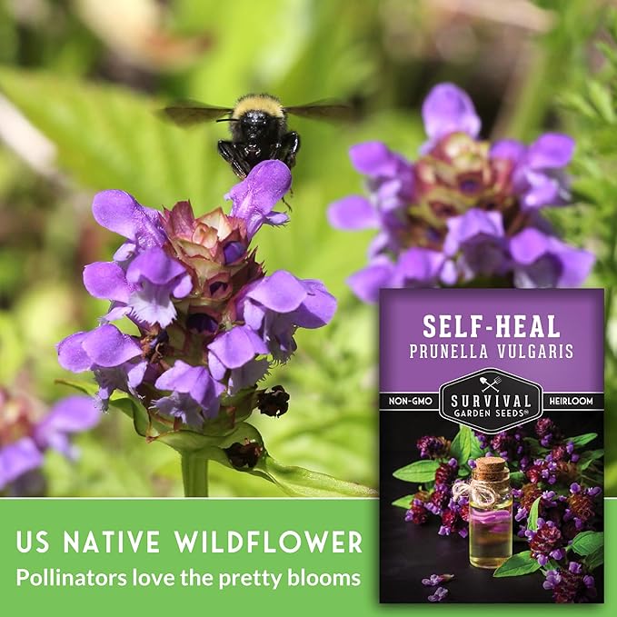 Self-Heal Seeds for Planting - Prunella Vulgaris (All-Heal, Selfheal) Hardy Perennial Ground Cover & Pollinator Wildflower, Non-GMO Heirloom Herb - Survival Garden Seeds (3 Packs)